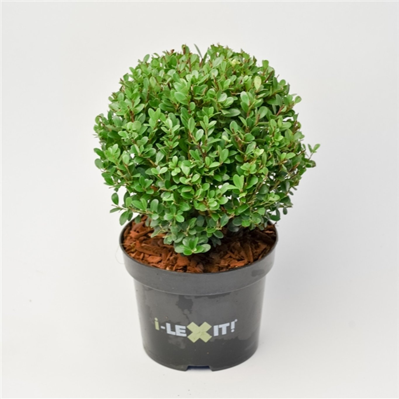 Japansk järnek – Ilex crenata 'Dark Green'® - 15 CM Ball Cont.